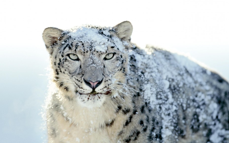 snow-leopard-desktop.jpg