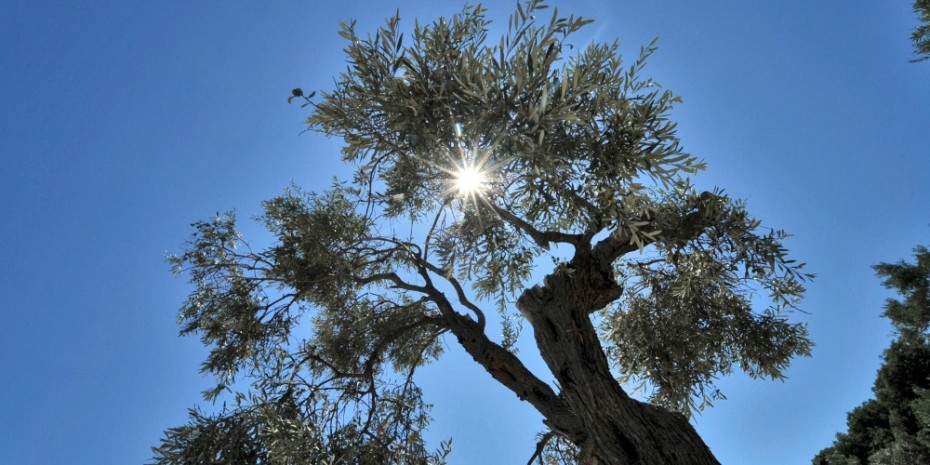 Άνοιξη μες στον Ιανουάριο - ΣΚ με θερμοκρασία κατά 15 βαθμούς υψηλότερη