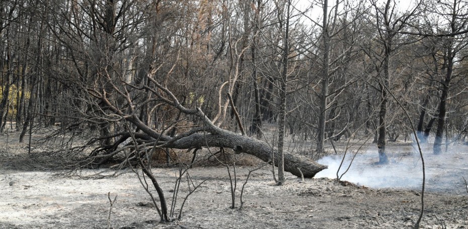 Τουλάχιστον 180% πάνω από τον μέσο όρο ήδη οι φετινές καμένες εκτάσεις στην Ελλάδα