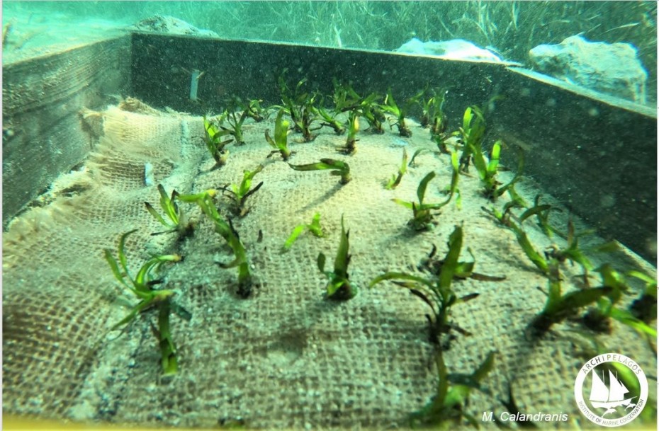 Πρωτοπορούν οι Λειψοί με τη φύτευση υποβρύχιων κήπων Ποσειδωνίας με χρήση σπόρων